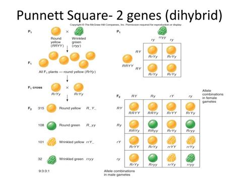 X Linked Punnett Square