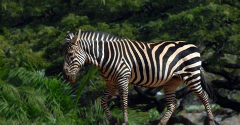 Honolulu Zoo | Oahu Hawaii