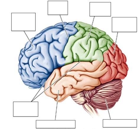 Divisions of the Brain Diagram | Quizlet