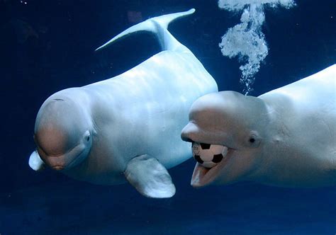 Beluga whales surface in rivers along Jersey Shore, report says | NJ.com