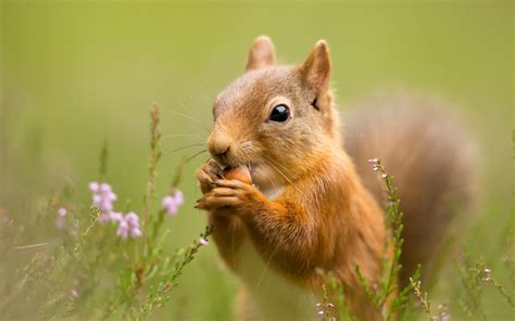 closeup, Squirrel, Animals Wallpapers HD / Desktop and Mobile Backgrounds