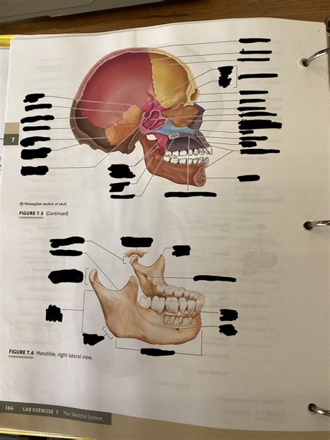 Midsagittal skull Diagram | Quizlet