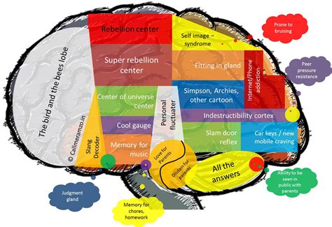 Understanding The Teenage Brain | Psych Pedia