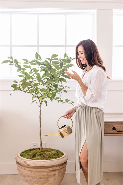 How to Grow a Lemon Tree Indoors - Fraiche Living