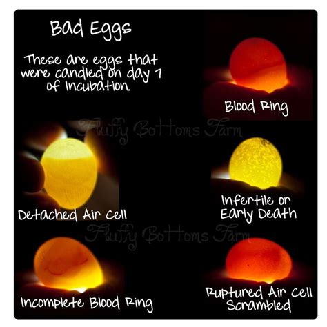 7 best images about Candling Eggs on Pinterest | Image search, Homemade ...