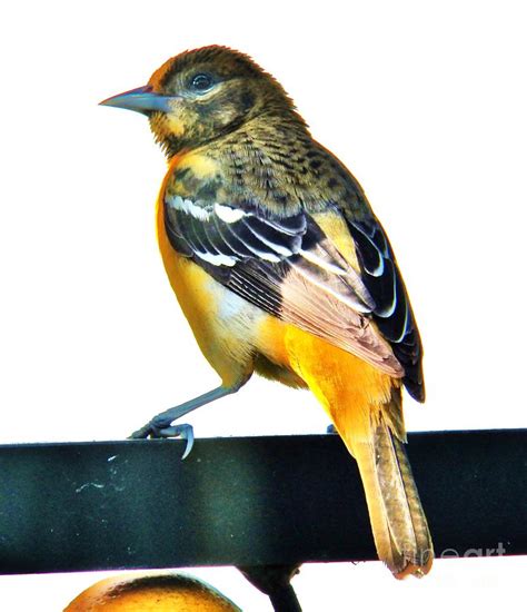 Baltimore Oriole Female Photograph by Judy Via-Wolff - Pixels