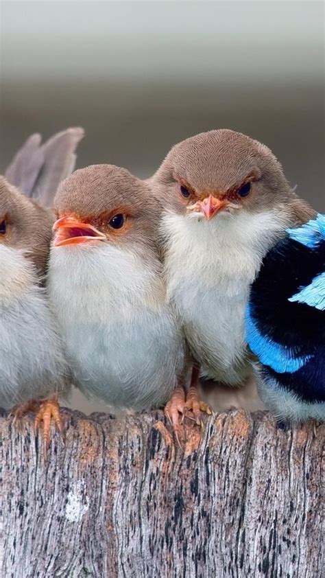 Cute Birds Wallpaper