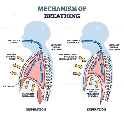 Mechanism of breathing with anatomical process explanation outline diagram | Basic anatomy and ...