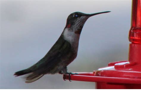 Very new hummingbird feeder in South Florida. ID help please - Help Me Identify a North American ...