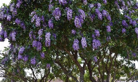 5 Reasons to Plant a Texas Mountain Laurel Tree - Native Backyards