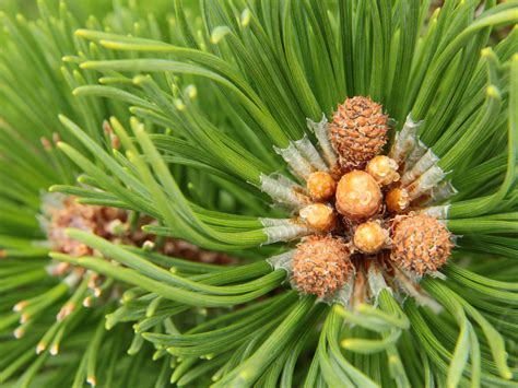 Pinus mugo 'Fastigiata' Mugo Pine | Conifer Kingdom