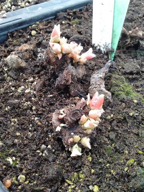 Sabrina's Apprentice Diary: Setting begonia tubers