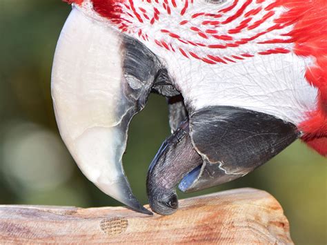 Parrot Beak Anatomy - All You Need To Know (With Pictures!) – Parrot Junkie