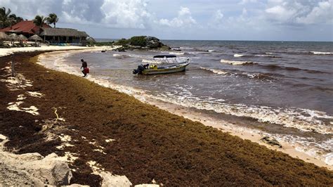 Everything about Seaweed season in Tulum, Cancun, and Playa Del Carmen ...