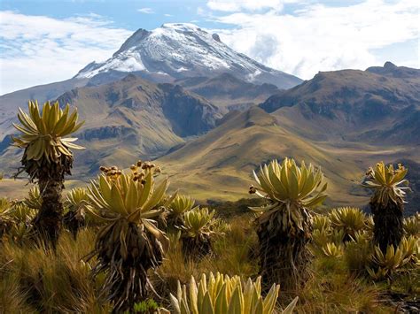 Guided Hiking Tour in Los Nevados National Park in Colombia