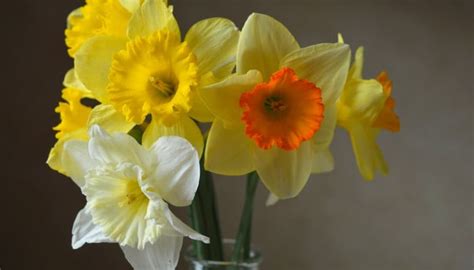 Daffodil Colors and Color Combinations (Plus Flower Types)