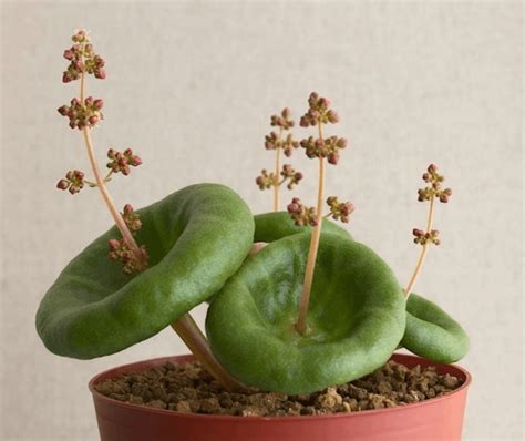 Crassula umbella - saving a plant. Info in comments : plantclinic