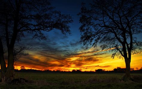 Tall trees, trees, sky, sunset, HDR HD wallpaper | Wallpaper Flare