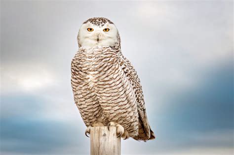 On silent wings: Can snowy owls survive a warming climate? | Canadian ...