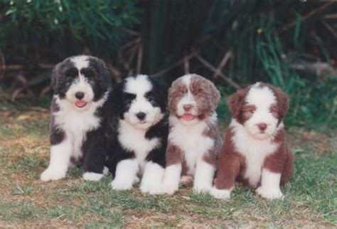 Bearded Collie Puppies - all the colours | Bearded collie puppies, I love dogs, Collie dog