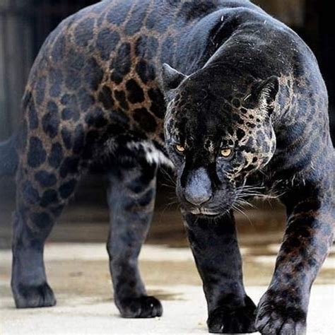 One of Nature's amazing Tricks is Melanism , a rare phenomenon described by Wikipedia as "A ...