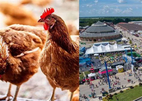 Illinois State Fair Cancels Live Poultry Shows Thanks To Bird Flu