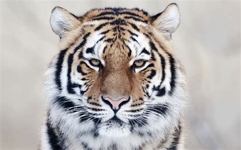 Tiger Face Close Up HD Wallpapers - Wallpaper Cave