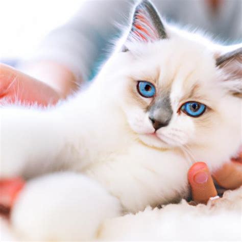 Ragdoll Kittens for Adoption: Finding Your Perfect Feline Companion