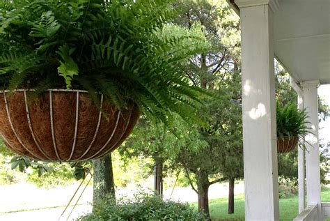 The Feathered Nest ~: Home is where you hang your ferns