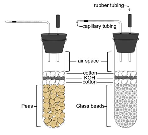 Cellular Respiration and Fermentation — The Biology Primer