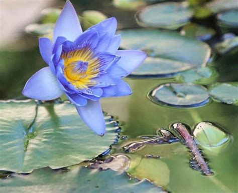 Meaning Of Lotus Flower In Japan And Its Significance - Japan Truly