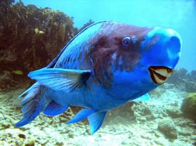 Blue Parrot Fish - Fishes World - HD Images & Free Photos