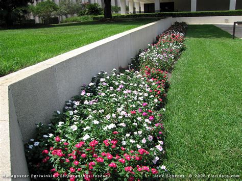 Catharanthus roseus