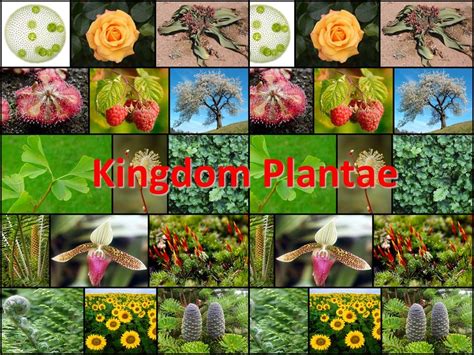 Plant Kingdom Diagram | Quizlet