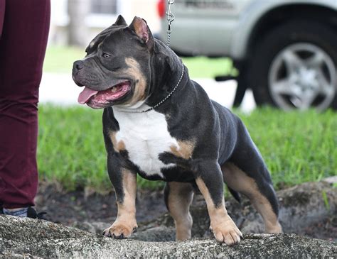 TRI COLOR POCKET BULLY BREEDER | BLUE, LILAC, CHAMPAGNE & CHOCOLATE ...