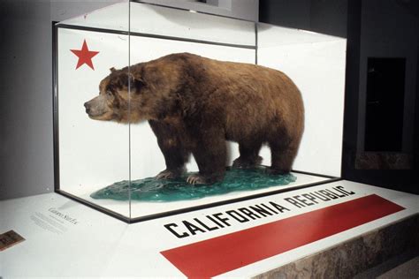 California Grizzly Bear Which Became Extinct In 1924 Due To Overhunting ...