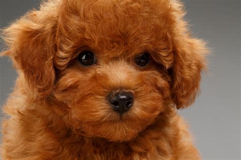 Puppies That Look Like Teddy Bears | Reader's Digest