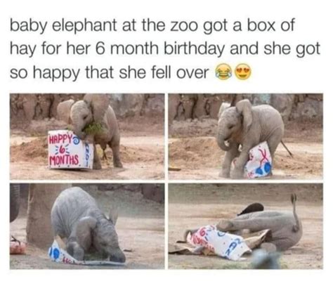 Happy birthday meme with a baby elephant - Meme by MeekMeme :) Memedroid