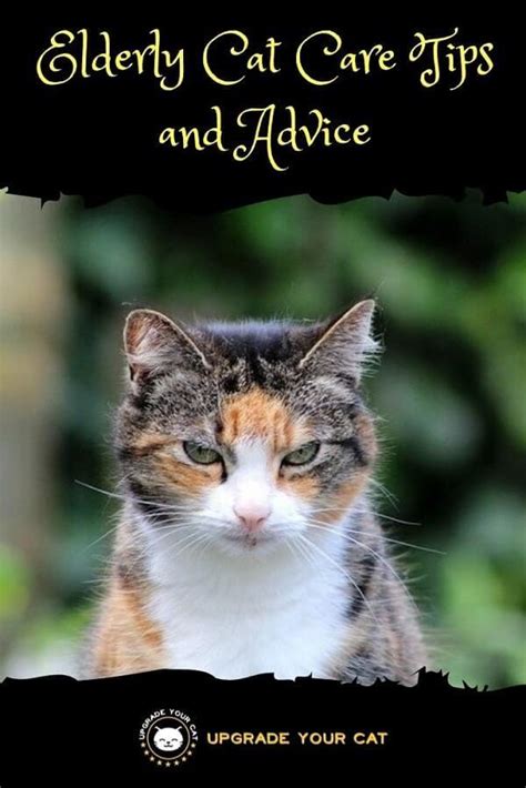 Elderly Cat Care Tips and Advice