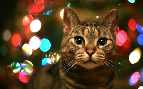 La chatte de Noël / The Christmas She-Cat | Avec une ouvertu… | Flickr