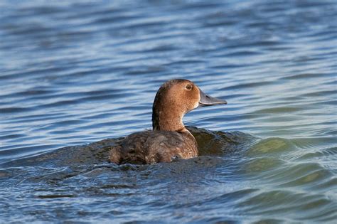 Common Pochard - eBirdr