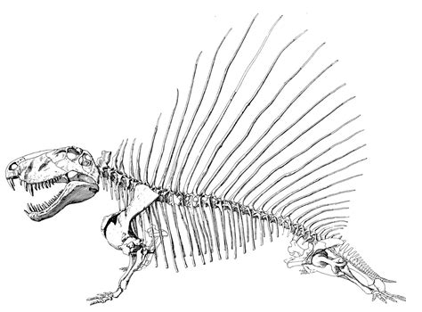 Dimetrodon | Fossil Wiki | FANDOM powered by Wikia