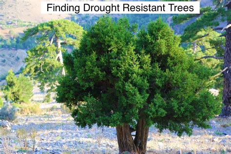 Finding Drought Resistant Trees : r/YourGarden