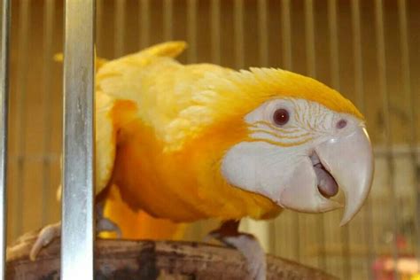 Stunning albino #macaw Pretty Birds, Cute Birds, Beautiful Birds ...