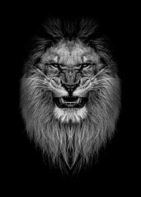 Angry White Lion Wallpaper