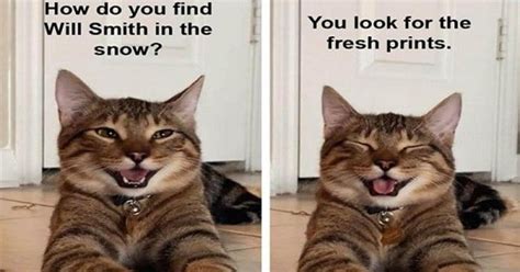 Smiling Cat Breaks The Internet And Becomes Newest ‘Dad Joke’ Meme