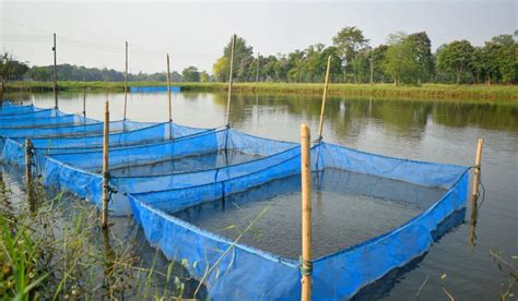 5 Tips for Removing Reeds from Your Pond - Crate and Basket