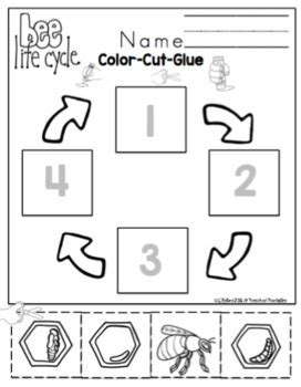 Bee Life Cycle Printable by Preschool Printable | TpT