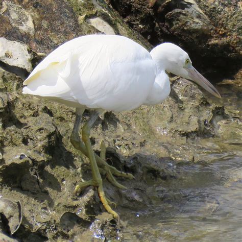 Eastern Reef Egret | A white morph Eastern Reef Egret (Egret… | Flickr