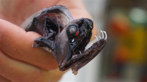 No time for reflection: Why the deep-sea dragonfish has transparent ...